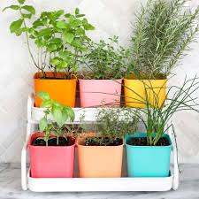make a colorful indoor herb garden a