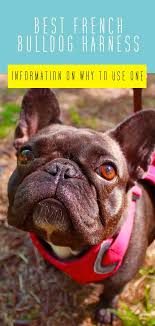 Read our curated reviews of the most popular available for the beloved frenchie. Best French Bulldog Harness Which Frenchie Harness Is Best And Why