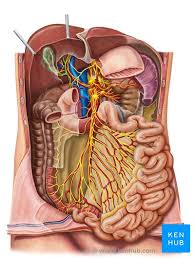 • abdominal wall • upper gi tract • lower gi tract • kidneys and retroperitoneum • inguinal region. Celiac Solar Plexus Definition Anatomy And Function Kenhub