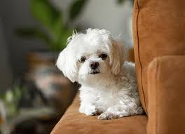 maltese dog breed health and care petmd
