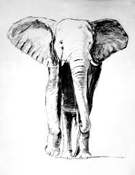 Cara menciptakan gajah dan cara mewarnai gajah isa anda lihat dengan melihat beberapa pola gambar gajah yang sudah. Sketsa Gajah Gajah Gambar Karbon Pensil Lukisan Hitam Dan Putih Gambar Terukir Piqsels