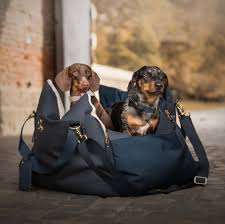 dog booster car seat