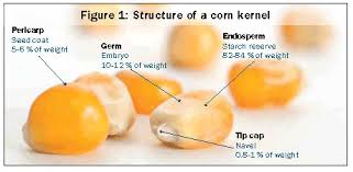 Do Hybrids Differ That Much In Starch Type