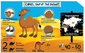 Animal Chart For Kids Camel Poster Size A3 11 7 X 16 5