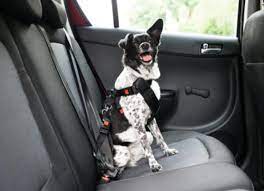 Dog Car Seats And Seat Belts Can They
