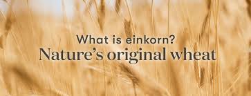 what is einkorn the uses benefits of