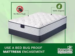 Bed Bugs From Your Bedding