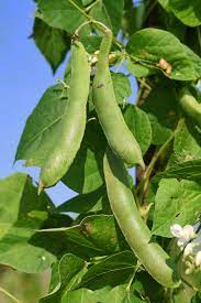 Growing Green Beans Bush Beans And