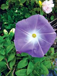 Plants like the crocus close their flowers at night, a behavior known as nyctinasty. Morning Glory Ipomoea Southern Living Southern Living