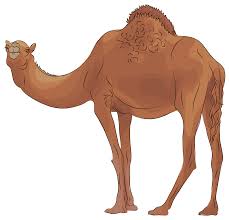 Between the combination of the anatomy and absolutely wonderful conditions, the shape is supposed to look like the looking for more camel toe? Camel Clipart Free Download Transparent Png Creazilla