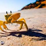 Do crab legs have parasites?