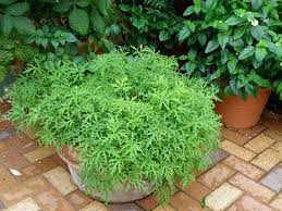 Doing so will allow you to craft the perfect shape. Growing Citronella Plants Mosquito Plants