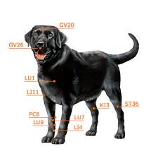 Dog Acupressure Not Acupuncture Resources Lucky Dog Health