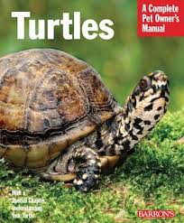 Turtles That Stay Small Finding The Perfect Pet Turtle