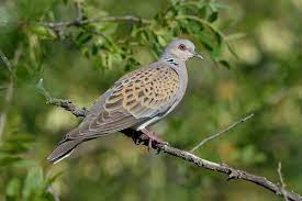turtle dove facts and beyond