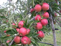 It will start bearing fruits two to three years after planting and can yield up to fifty pounds of delicious peaches. Apple Braeburn