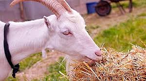 Miniature goats) فمدة الحمل لديه تكون 145. Ø¹Ù„Ø§Ù…Ø§Øª ØµÙŠØ¯ Ø§Ù„Ù…Ø§Ø¹Ø² Ø§Ù„ÙˆØµÙ ÙˆØ§Ù„Ù…Ø¯Ø© ÙˆØ§Ù„Ø­Ù‚Ø§Ø¦Ù‚ Ø§Ù„Ù…Ø«ÙŠØ±Ø© Ù„Ù„Ø§Ù‡ØªÙ…Ø§Ù… Ø§Ù„Ø·Ø¨ÙŠØ¹Ø© 2021