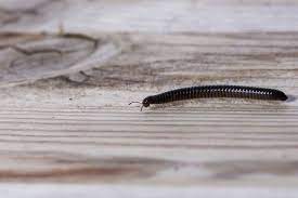 Millipede In Your House