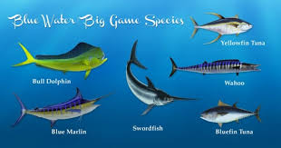 Coastal Alabama Fish Species Including Gulf Of Mexico Back