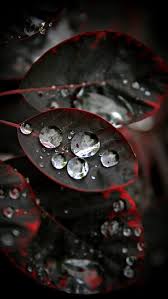 water drop red black leaf