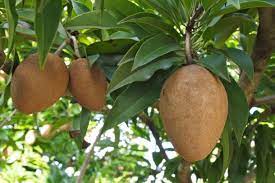 Its fruit is eaten in many latin american countries. How To Grow Sapodilla Aka Chico Fruit Plant Instructions