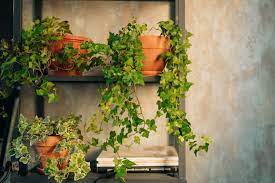 10 indoor vine plants