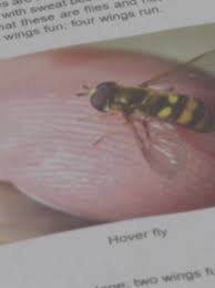 Check spelling or type a new query. Sweat Bees Mistaken For Hover Flies Khqa