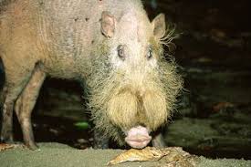 Are you sick and tired of fashion? Vu Sunda Bearded Pig Wild Pig Peccary Hippo Specialist Groups