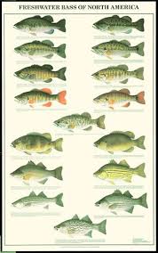 Chart Picture Of The Bass In North America