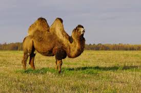 The male of these animals is called a buck. Camel Facts Habitat Behavior Diet