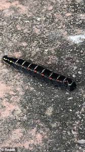 Most likely your caterpillar is a species of the family sphingidae, known as the sphinx moths (also hawk or hummingbird moths, caterpillars known as hornworms). The Internet Is Set Alight By A Video Of A Crawling Caterpillar With A Tail T Gate