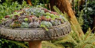 Succulent Containers For Your Garden