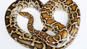 Burmese Python Snake Facts