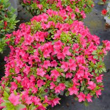 perfecto mundo fuchsia carpet azalea