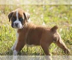 Find boxer puppies and dogs for adoption today! Puppyfinder Com Boxer Puppies Puppies For Sale Near Me In Michigan Usa Page 1 Displays 10