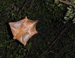 Although called a flying lemur, it cannot fly and is not a lemur. Two New Flying Lemur Species Identified Live Science