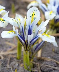 Image result for planting iris reticulata bulbs