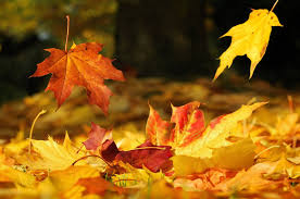 Image result for autumn leaves