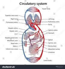 Pictures Of The Circulatory System Diagram Human Anatomy Drawing