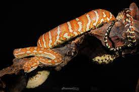 centralian carpet python morelia