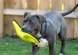 best chew toys for pit bulls 2023 reviews