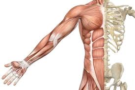 An overview of muscles and how they move. Muscle Types Science Learning Hub