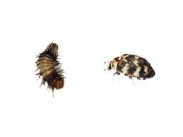 carpet beetle exterminators in central