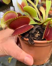 These hairs can feel the movement when something lands inside. Venus Fly Trap South West Giant Dionaea Muscipula