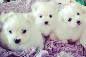 Maltese puppies near me are believed to have evolved on the island of malta in the mediterranean sea that's why they are named as maltese. Maltese Puppies For Sale In Tacoma Washington Classified Americanlisted Com