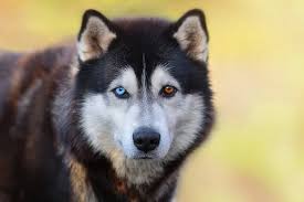 beautiful siberian husky dog blue brown