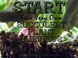 Start Your Own Succulent Plant Business