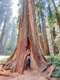 exploring redwood national park a