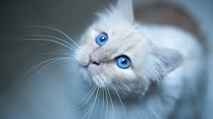 Kitty Blue Eyes Hd Wallpaper Wallpaperfx