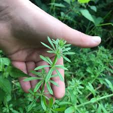 cleavers they stick to you and you can